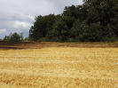 Brand Wald und Flur_16