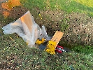 Jaucheunfall_1