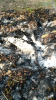 Glutnester_7
