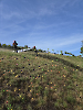Flurbrand Alberswil_2